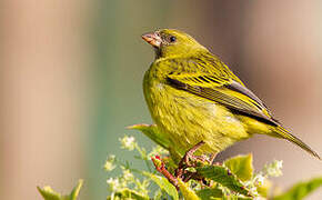 Serin d'Abyssinie