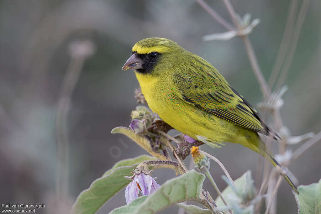 Serin d'Abyssinie mâle adulte, pigmentation, régime