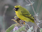 Serin d'Abyssinie