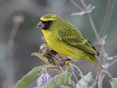 Serin d'Abyssinie