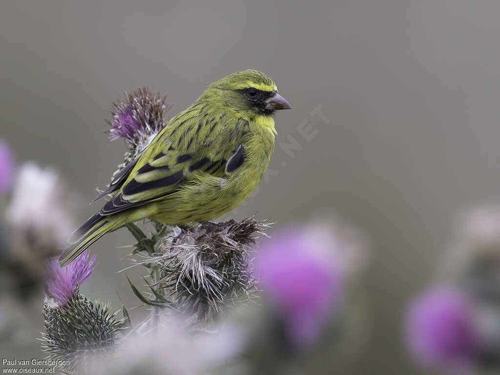 Serin d'Abyssinie mâle adulte, identification