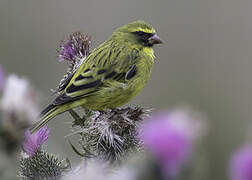 Serin d'Abyssinie