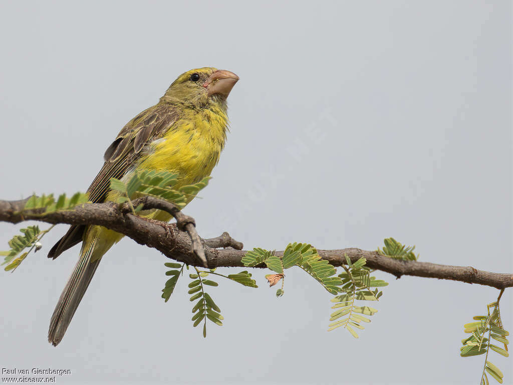 Serin de Buchanan mâle adulte, identification