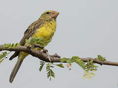 Southern Grosbeak-Canary