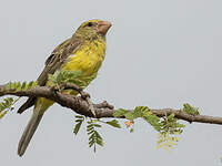 Serin de Buchanan