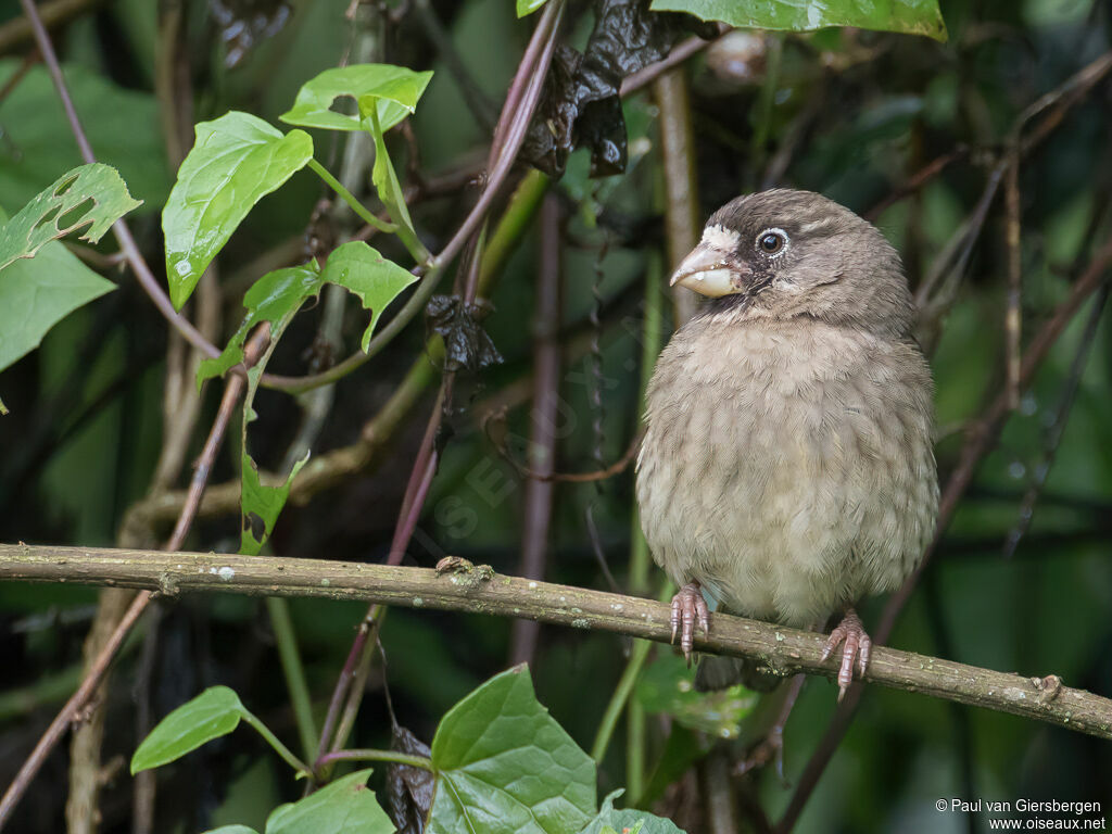 Serin de Burtonadulte