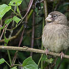 Serin de Burton