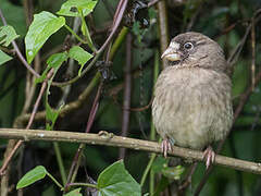 Thick-billed Seedeater