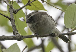 Reichard's Seedeater