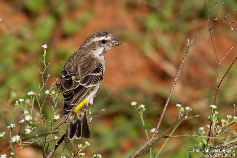 Reichenow's Seedeater