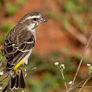 Serin de Reichenow