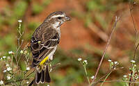 Serin de Reichenow