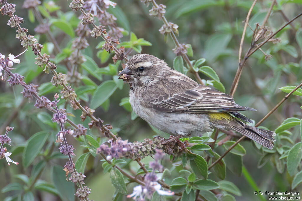 Serin de Reichenowadulte