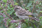 Serin de Reichenow