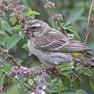 Serin de Reichenow