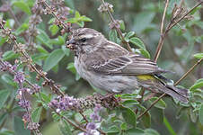 Serin de Reichenow