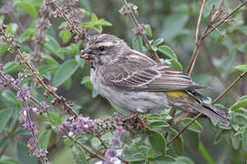 Serin de Reichenow