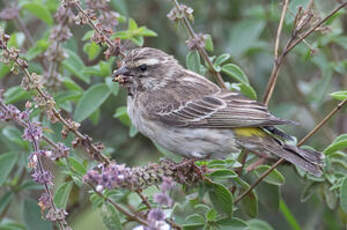 Serin de Reichenow