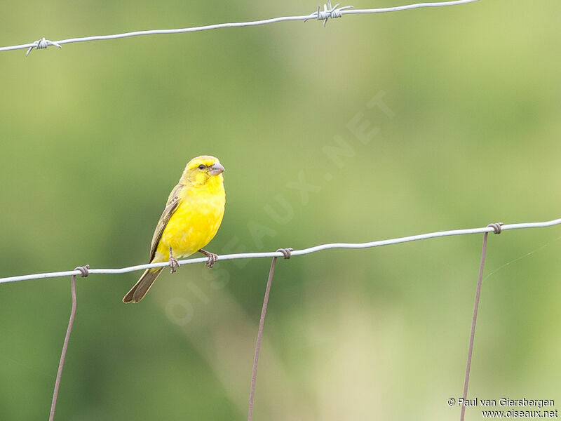 Serin de Sainte-Hélèneadulte