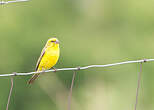 Serin de Sainte-Hélène