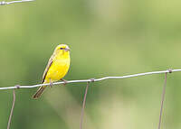 Serin de Sainte-Hélène