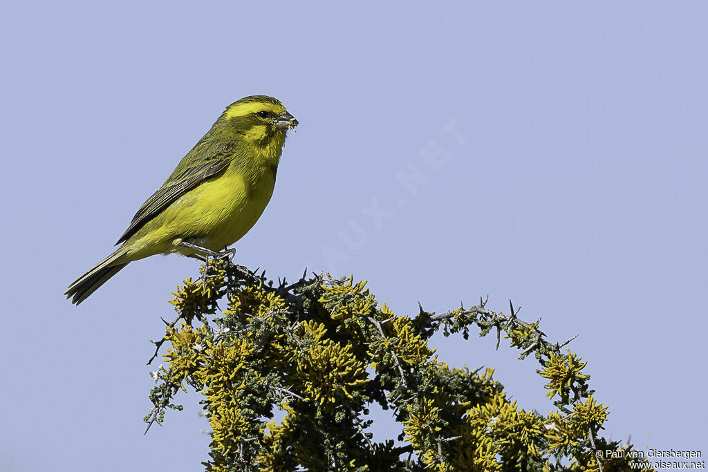 Serin de Sainte-Hélène mâle adulte