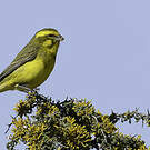 Serin de Sainte-Hélène