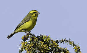 Serin de Sainte-Hélène