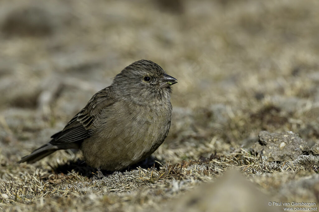 Serin de Symons femelle adulte