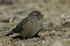 Serin de Symons