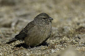 Drakensberg Siskin