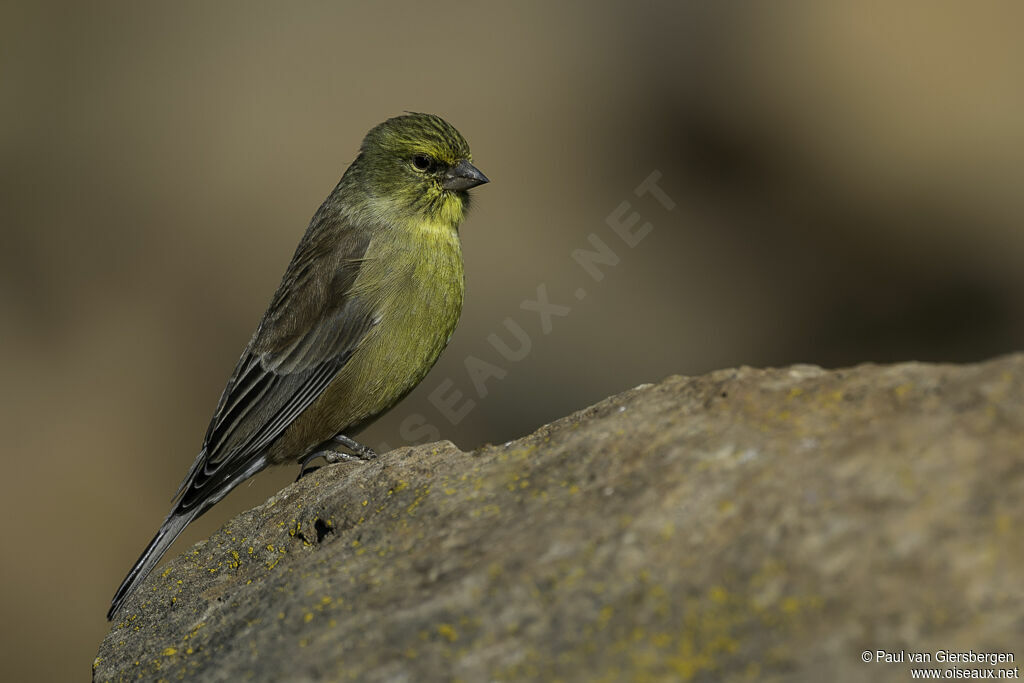 Drakensberg Siskin male adult