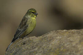 Drakensberg Siskin