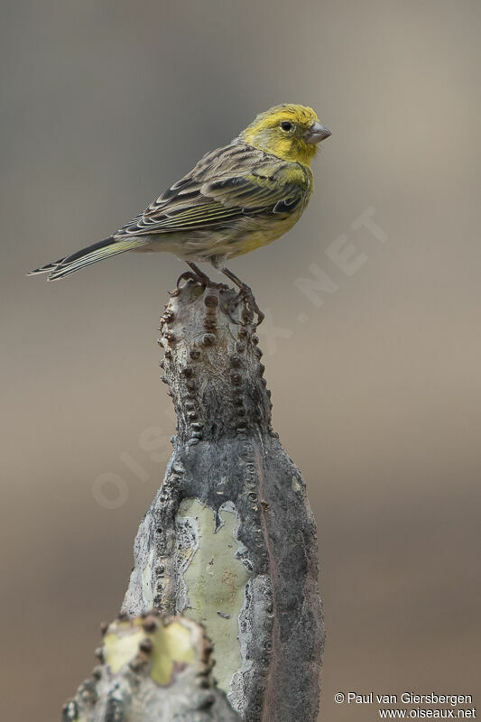 Serin des Canaries mâle adulte