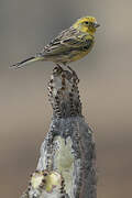 Serin des Canaries