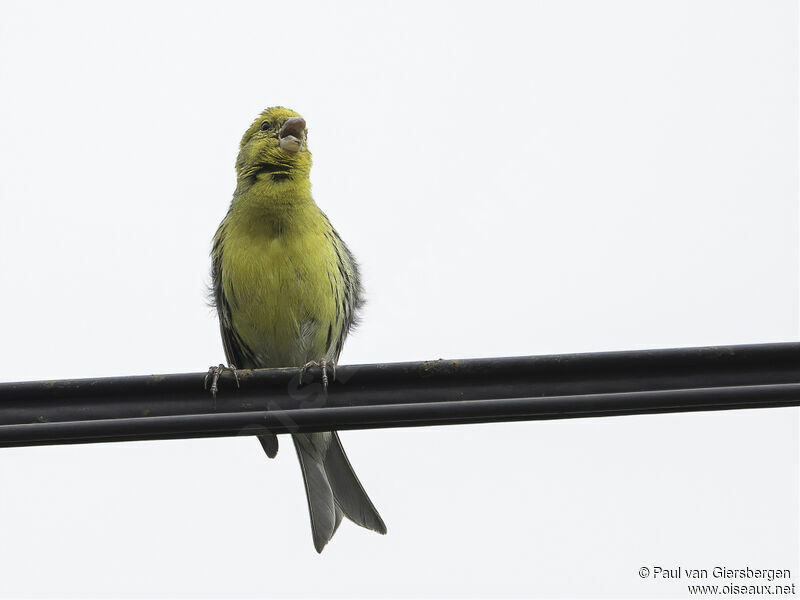 Serin des Canaries mâle adulte