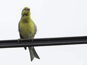 Serin des Canaries