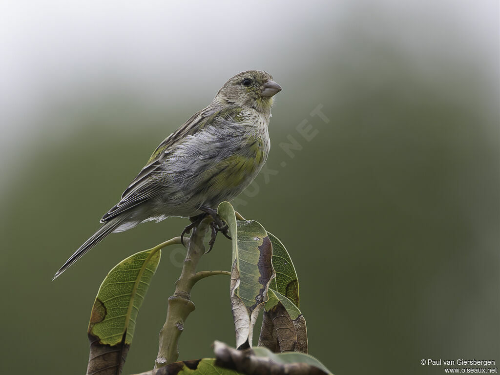 Atlantic Canaryimmature