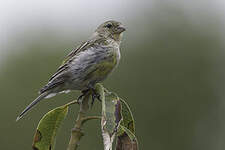 Serin des Canaries