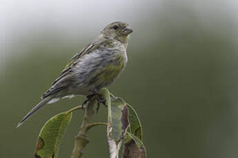 Serin des Canaries