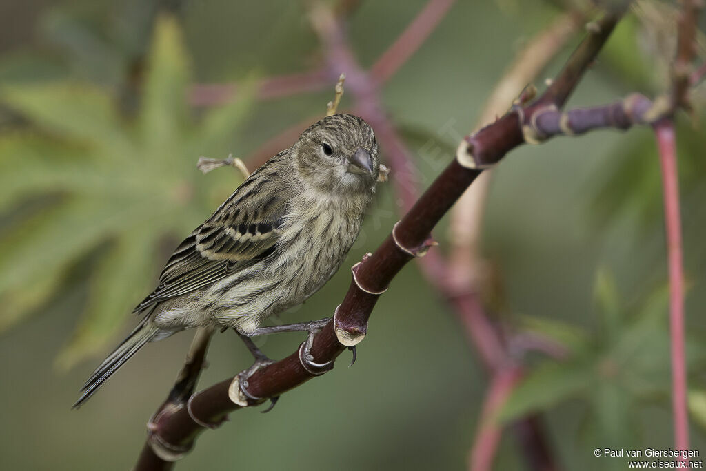 Serin des Canariesimmature