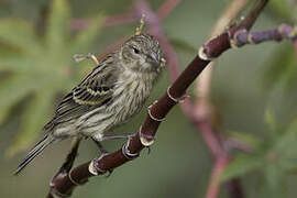 Atlantic Canary