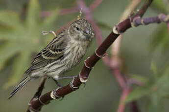 Serin des Canaries