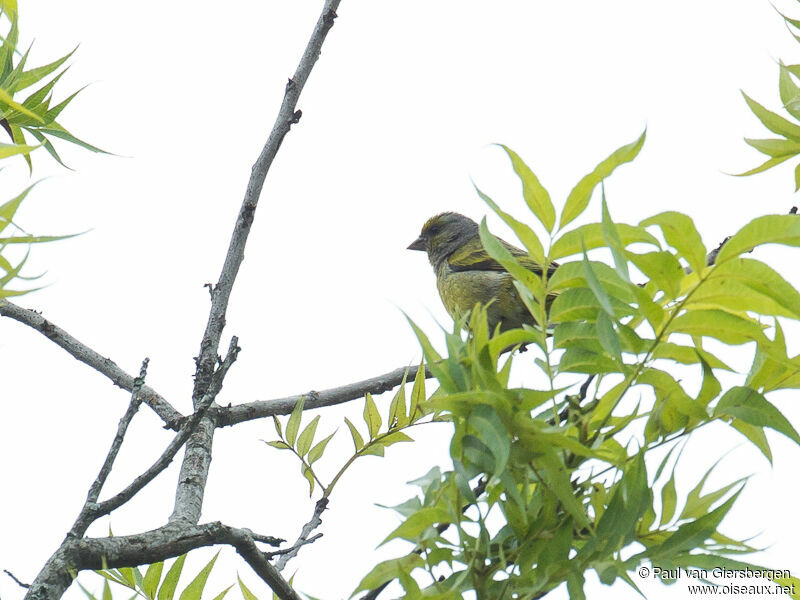 Cape Canary