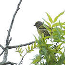 Serin du Cap