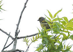 Cape Canary