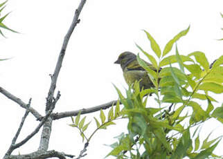 Serin du Cap