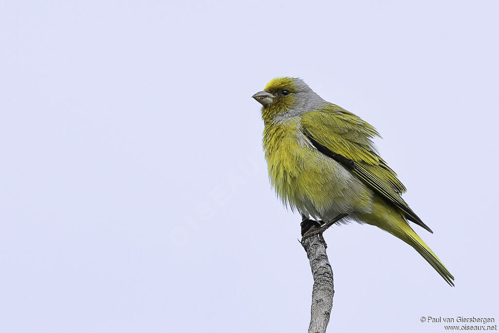 Serin du Capadulte