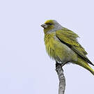 Serin du Cap