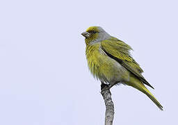 Cape Canary